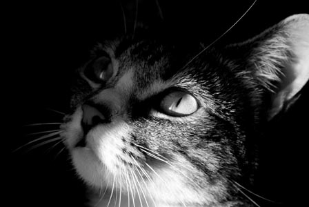 Nigeria, allontana di casa il gatto perché è gay (il gatto…)