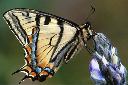 Bologna,”Effetto Farfalla” progetto Eugea per riportare le farfalle in città