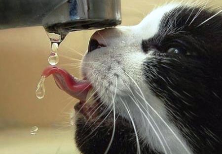 Ci informano sul numero di animali abbandonati, non su quello di esseri umani nelle stesse condizioni