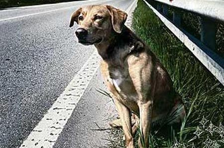 Catania, Comune ed Enpa insieme nella lotta al randagismo