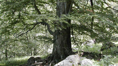 Milano, piantati 50mila alberi