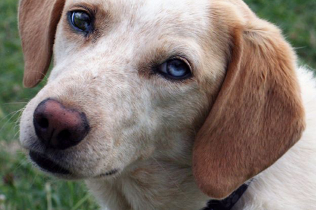 Bologna, torna la campagna antiabbandono animali “Mi Fido di te”