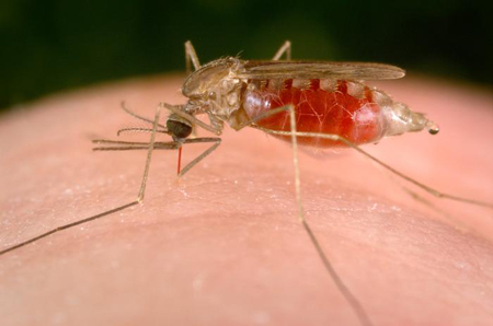 Lotta alla Malaria, l’Agenzia Europea dice sì al primo vaccino