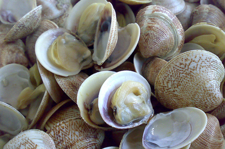 Vongole, condizionatori, teorie del gender e terre piatte: balle spaziali sull’altare dell’intolleranza