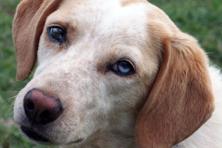 Bologna, torna la campagna “Non mi abbandonare… Mi Fido di te”