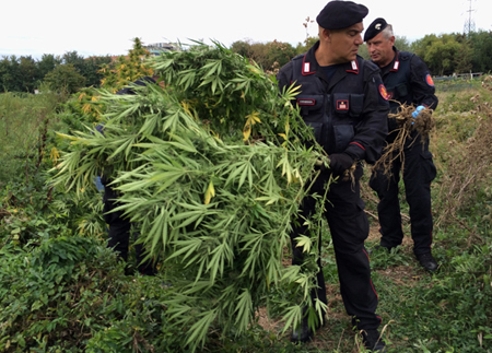 Bologna, individuata una piantagione di canapa indiana del valore stimato di 400.000 euro