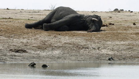 Zimbabwe, avvelenati 22 elefanti nelle vicinanze del parco Hwange
