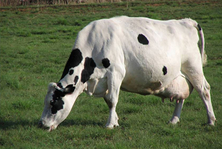 Fusione Centrale del Latte di Torino e Centrale del Latte di Firenze, Pistoia e Livorno