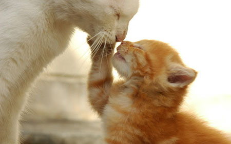 Quelli che “i figli li tiro su meglio io anzi no, meglio io!” e sono in gara tra loro