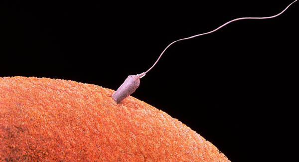 Fertility Day: un po’ inutile, un po’ inconcludente, opportunista e un po’ bugiardo