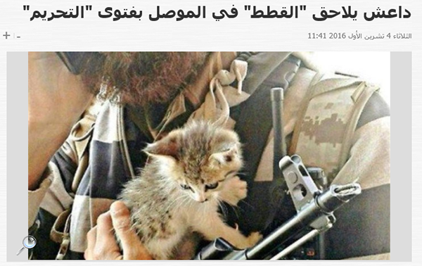 L’Isis lancia una fatwa contro i gatti e ne inizia lo sterminio