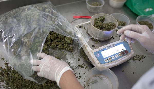 Medicina con Cannabis made in Italy: esordio in una farmacia a Vicenza