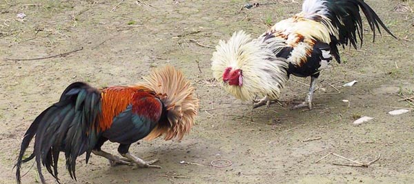 Quelli che ora non vogliono l’euro e si lamentavano della lira e che si lamenteranno del tallero…