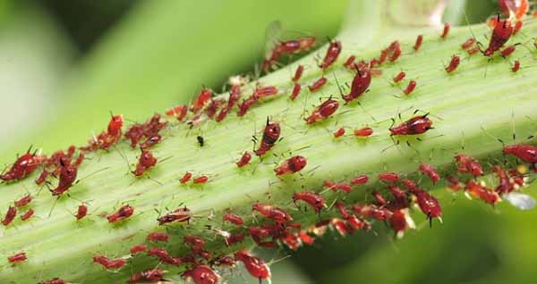 Il Cercopiteco di Gianfranco Maccaferri: Sono intollerante ai parassiti