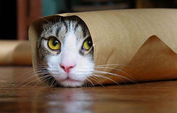 Alessandria, campagna informativa contro l’abbandono degli animali