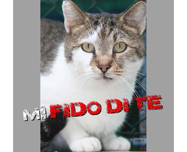 “Non mi abbandonare, mi fido di te…”, al via la campagna 2018 contro l’abbandono degli animali