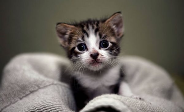 Modena stanzia fondi per il pronto soccorso gatti e le colonie feline