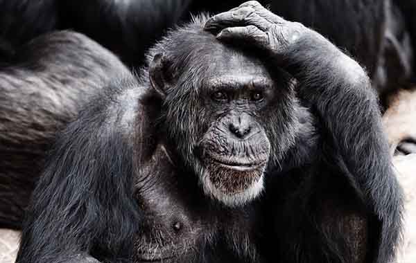 A proposito di un articolo di Aurelio Mancuso e di portatori insani di non-pensiero