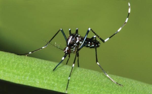 Caso importato di Zika a Bologna, attivate le misure straordinarie di profilassi