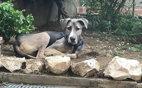 La struggente storia del cane Tobia: dopo due anni ritrova il suo padrone, trasferitosi a 500 km di distanza da Rimini