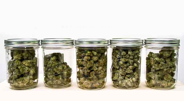 Anche in Italia c’è chi vende online delle ottime Cannabis Legali light ricche di Cannabinoidi e CBD