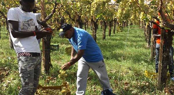 #International: What is the role of immigrants in Italy?