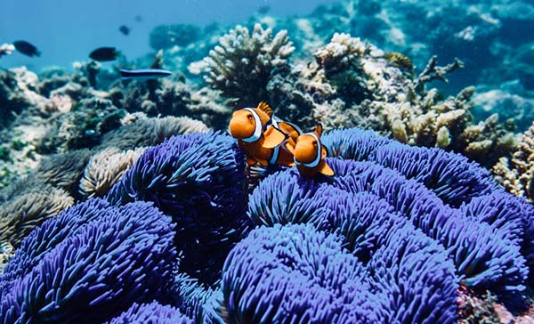 Australia: $379million to save the Great Barrier Reef