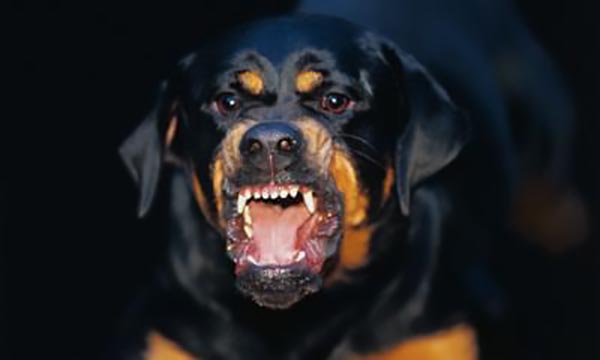 I suoi Rottweiler sbranano una cagnolina: lui si allontana come se niente fosse
