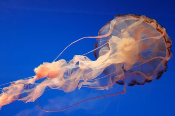 Il ministro del Lavoro che non sa cos’è il lavoro, la “dichiaratrite” e gli “acquaraquà”