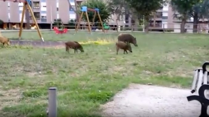 Tra cinghiali, ungulati e cani rintanati in casa a Roma pare di stare allo zoo