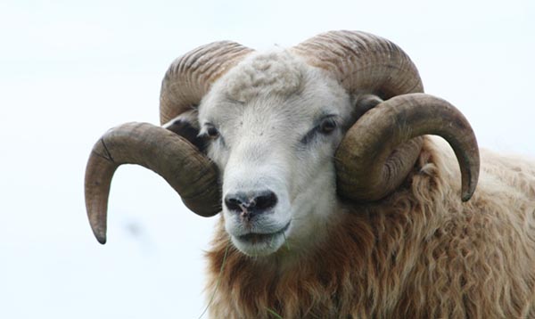 … O di quelli che raccolgono le provocazioni “a gratis”