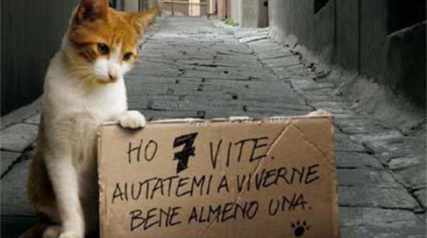 I danni delle gattare: o dell’animalismo buonista come triste metafora dell’Italia