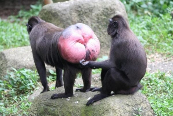 Quelli che la politica non è più un’idea ma un datore di lavoro…