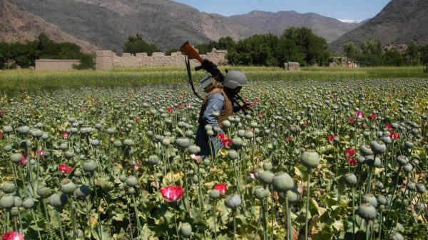 Afghanistan, la Guerra dell’oppio #milapersiste