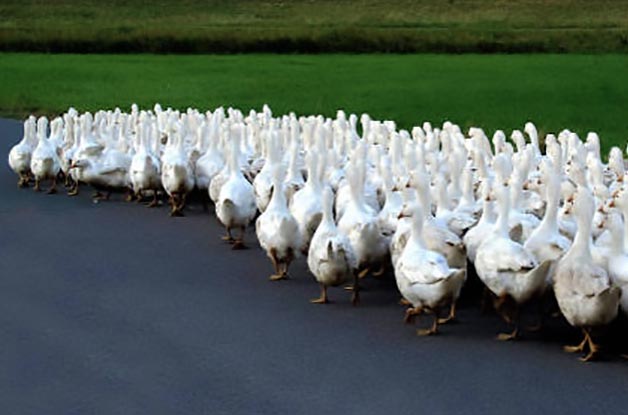 Basta coi governi dei Quaquaraquà