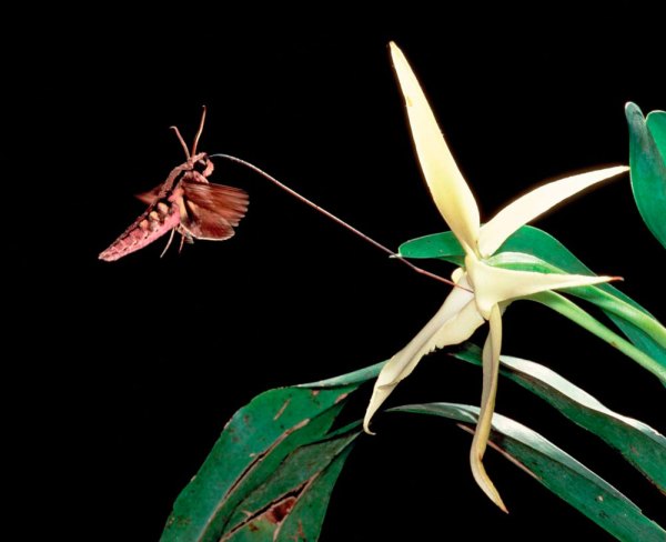 Darwin e le orchidee (o della fascinazione per la bellezza della quale siamo schiavi)