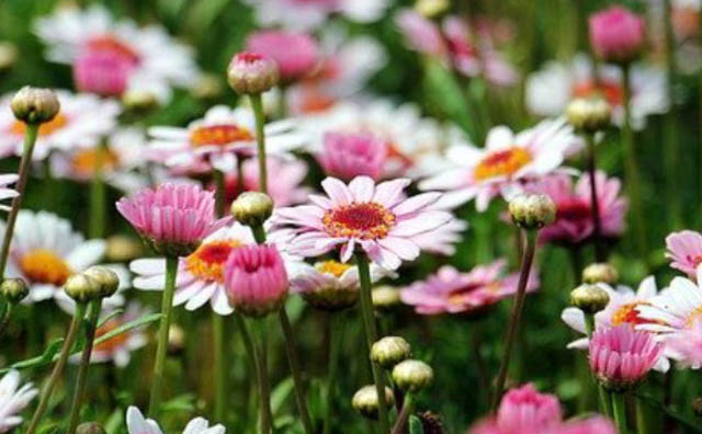 Fiori come messaggeri di bellezza e portatori d’armonia