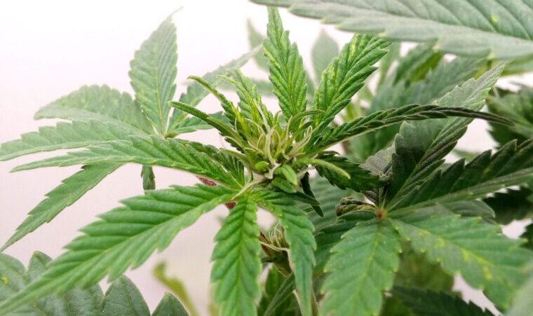 Referendum Cannabis online, oltre 330mila firme