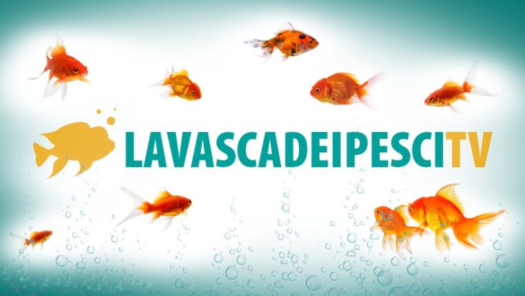 Torna dal 12 ottobre il nostro programma settimanale La Vasca dei Pesci in streaming live