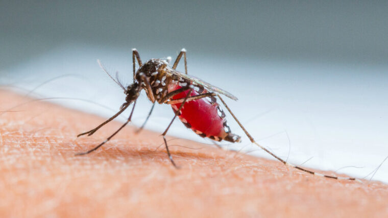 Approvato il primo vaccino contro la malaria