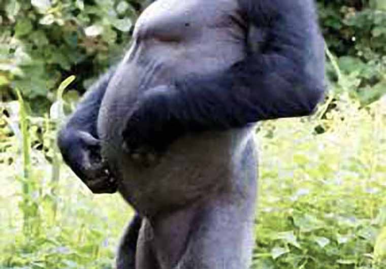 Armiamoci e partite. Il fascino cafone dell’interventismo da poltrona