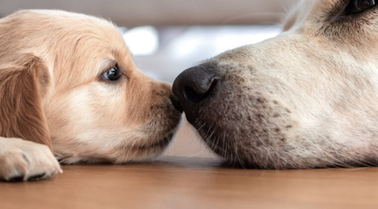 Anche i cani subiscono gli effetti del fumo passivo