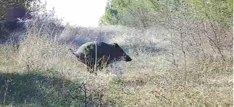 Il governo Meloni ci trasporta nella “Era del Cinghiale”, altro che fantascienza