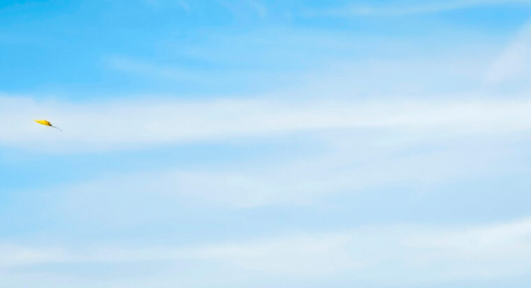 “Volo Libero” di Andrea Tirindelli. Milano, Made 4 Art dal 27 aprile