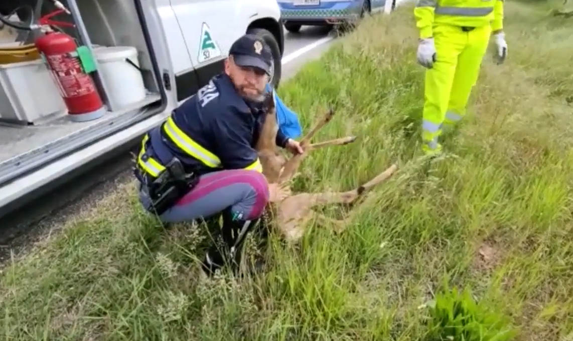 Capriolo salvato dalla Polizia Stradale sull’autostrada #videonotizia