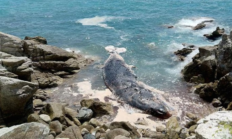 Capodoglio di dodici metri spiaggiato a Varazze
