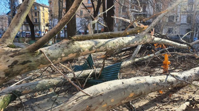 Manufatti artistici dagli alberi caduti a luglio. Il Comune di Milano raccoglie proposte
