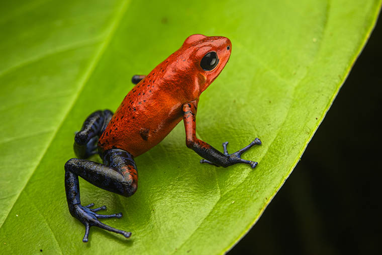Al Museo di Storia Naturale inaugura “Amphibia, la vita tra due mondi di rane, rospi e salamandre”